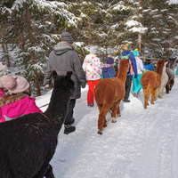 Eine Gruppe Kinder und Betreuer:innen bei einer Winterwanderung mit Alpakas.